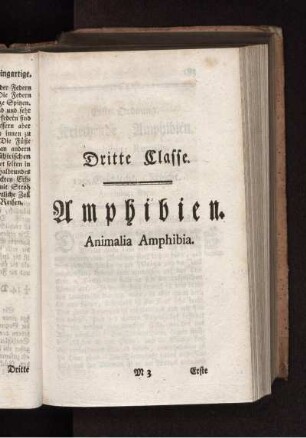 Dritte Classe Amphibien Animalia Amphibia