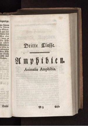 Dritte Classe Amphibien Animalia Amphibia