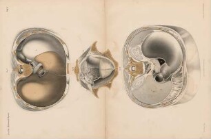 Abdominal-Organe