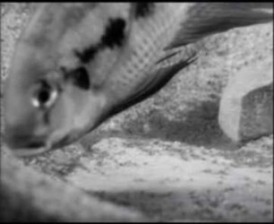 Tilapia tholloni (Cichlidae) - Brutpflege