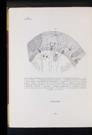 216 Schematischer Durchschnitt einer Kleinhirnwindung, quer zur Längsrichtung derselben. (...)
