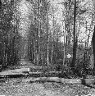 Kneeden: Wanderweg: vorn gefällte und teilweise zersägte Bäume: rechts Verbotsschild: hinten Wald