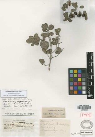 Reynosia latifolia Griseb.