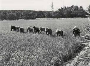 Arbeiter in der Camargue