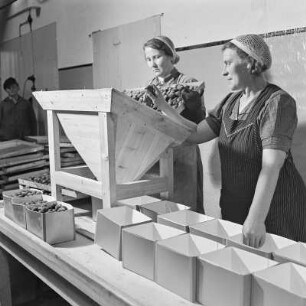 Konservenfabrik Vauka in Bramsche, Abfüllen von gefrosteten Pflaumen