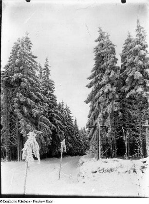 Osterzgebirge. Waldweg im Winter mit Wegweiser "Alte Zinnstraße"