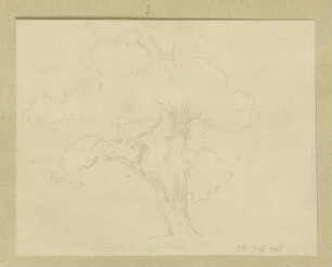 Baum