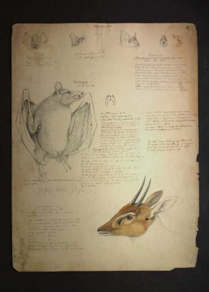 Cephalophus sp., Epomophorus sp., Mammalia pl. III. , Nycticejus sp., Phyllorrhina bicornis (Heuglin, 1861), Rhinolophus macrocephalus (Heuglin, 1877)