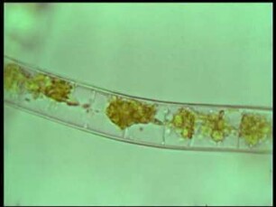 Entwicklung von Sphaeroplea annulina (Chlorophyta)