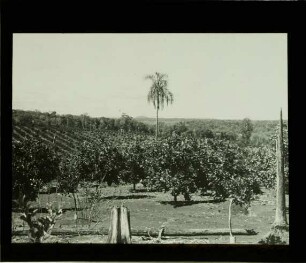 Plantage mit Orangen und Yerba