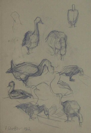 Tierstudien (Gänse 2)