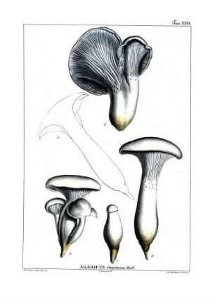 Tav. XVII. Agaricus eburneus Bull.