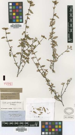 Croton pachysepalus Griseb. [holotype]