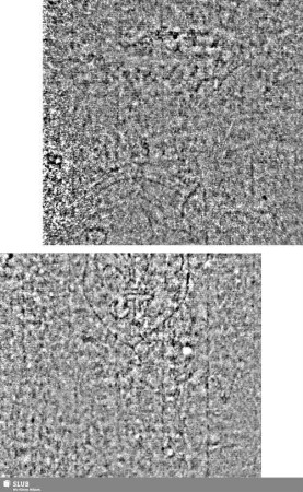 Lilienschild + IESV / LW = S.1-4