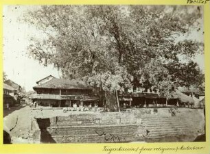 Feigenbaum, Ficus religiosa