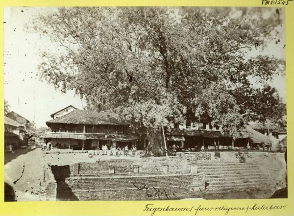 Fig tree, Ficus religiosa