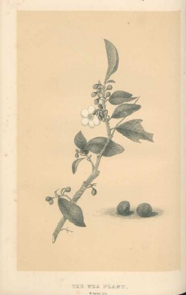 The tea plant