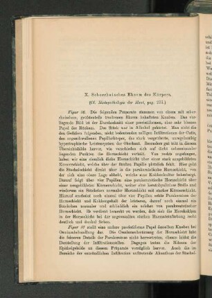 X. Seborrhoisches Ekzem des Körpers.
