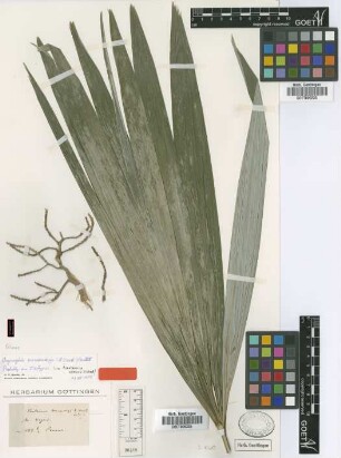 Acanthorrhiza warscewiczii H.Wendl. [isotype]