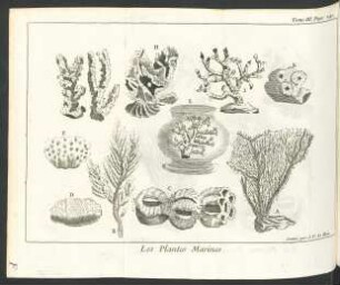 Tafel: Les Plantes Marines.