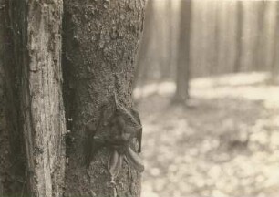 Langohrige Fledermaus (Plecotus), zur Schlafstellung übergehend 1. (noch voll wach)