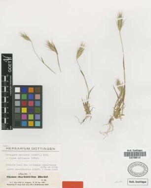 Crithopsis rhachitricha Jaub. & Spach [Isosyntype]