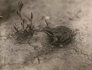 Moorfrosch (Rana arvalis)