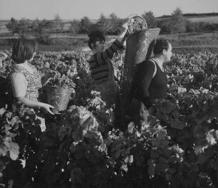 Archivfotografie "arbeit_wein_lese_11221"