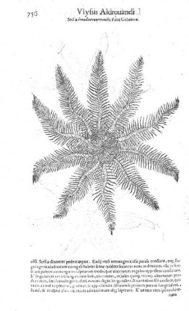 Stella ... Fabij Columnae
