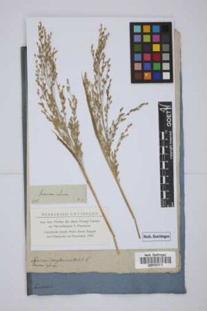 Panicum indicum