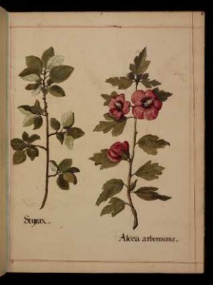 Styrax, Alcea arborescens