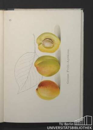 3. Große Früh-Aprikose.