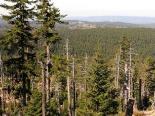 abgestorbene Nadelbäume im Nationalpark Hochharz unterhalb des Brockens