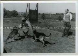 Hundetrainer mit zwei Hunden auf einem Übungsplatz, Kimberley, Südafrika