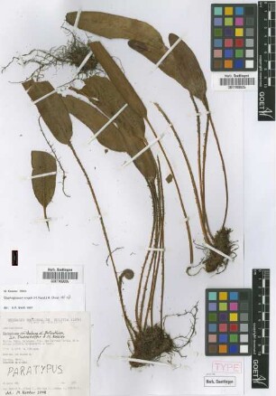 Elaphoglossum engelii (H.Karst.) H.Christ