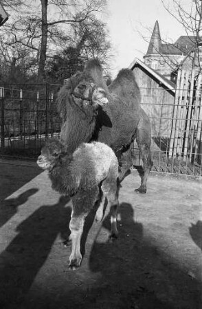Kamelnachwuchs im Karlsruher Zoo.