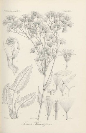 Compositae. Senecio Korintjiana