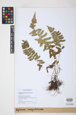 Asplenium inaequilaterale Willd.
