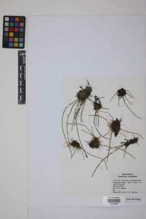 Equisetum variegatum variegatum Schleich.