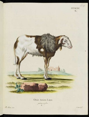 CCXCIV. B. Ovis Aries. Linn. guineensis. b.