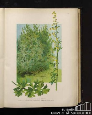 Artemisia Absinthum Linné. Wermut.
