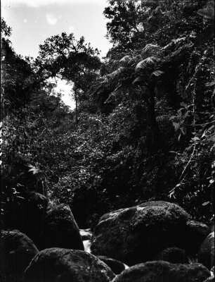 Nebelwald von Challana : Nebelwald mit Baumfarn und Chusquea
