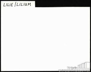 LILIUM/LILIEN