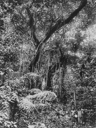 Im Urwald : Drei Begleiter der Forschungsreisenden, im unteren rechten Bildrand, stehen unter einem, mit Lianen behangenen, Baum