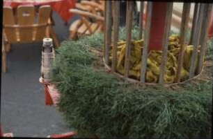 Fotografie: Obstbau, Pflanztechnik