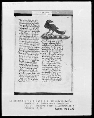 Jean de Mandeville, Reise nach Jerusalem — Papagei, Folio 71recto