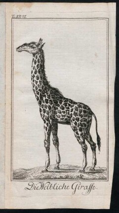 Die Weibliche Giraffe