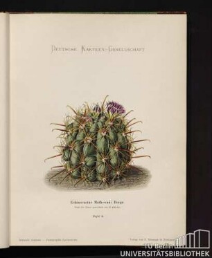 Echinocactus Mathssonii Berge.
