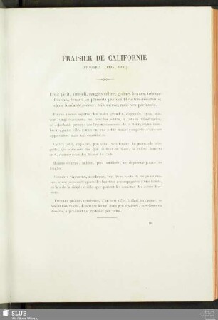 Fraisier De Californie (Fragaria Ludica, Vilm.)