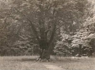Franzosengrab : Franzosengrab (1813). Wermsdorf, im Lindicht